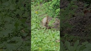 Гомель. Дворец, парк, смотровая башня и набережная