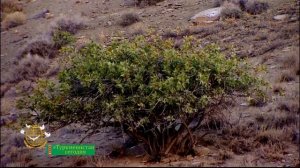 Горы Природа Туркменистана