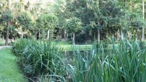 3 часа! Зеленый парковый пруд Успокаивающее пение птиц Видео для релаксации и расслабления