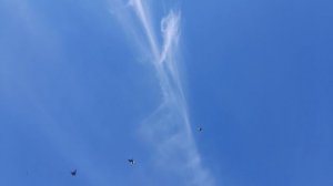 Николаевские голуби 25.05.25 г