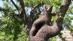 Бессмертное дерево. Меняем крону. Часть 3.