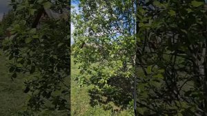 Видео из архивов. Июнь 2022 года, рабочие моменты газелиста #Shorts