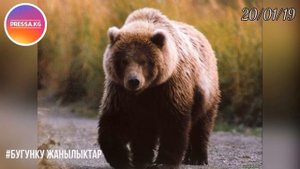 БУГУНКУ ЖАНЫЛЫКТАР / КЫРГЫЗСТАН БАЭ командасын ута алабы? Нарында фура турак жайды сүзүп