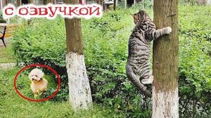 Приколы с котами! С ОЗВУЧКОЙ! Смешное видео с котами и собаками! Самые смешные животные!!