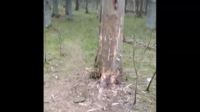 Метание топора (throwing an axe). Сам научился смотреть онлайн