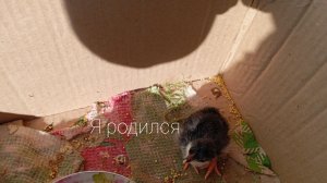 Цыплята у Амира часть 1