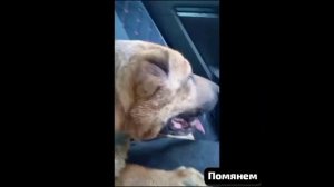 Под березою под ветвистою спят детишки наши пушистые.Кошки спят.Собачки спят. Необычный такой обычай