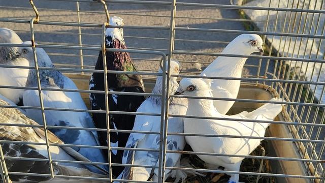 24.05.2025г Воронеж Ярмарка ч.2 смотреть онлайн