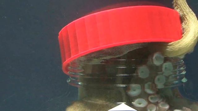 Осьминоги: Тайны умнейших существ океана 🐙🌊