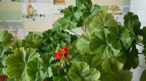 Уход за Пеларгонией Геранью