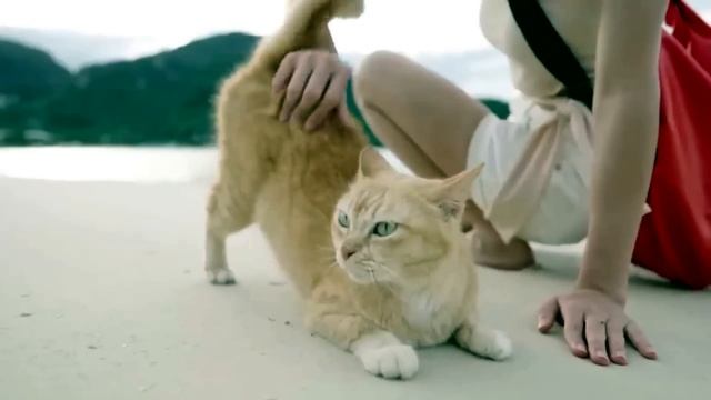 Как сказать кошке, что ты её любишь, на понятном для неё языке?Проще некуда... смотреть онлайн