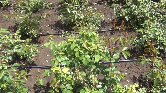 Прогулка по Кисловодску 18 05 2024 г к Хозяину гор, распуск смотреть онлайн