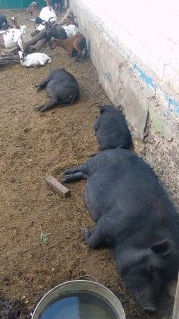 Отдых 🐐🐷