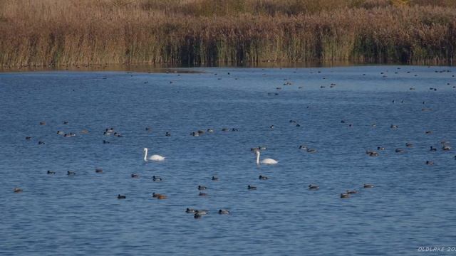 Осінь. Озеро. Туман. 4K. смотреть онлайн