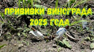 Прививки на моем винограднике
