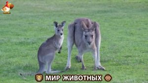 Животный мир планеты – красота и грация созданий Природы 🦁🦚🐵 Выпуск (64) 🐻🦉🦝
