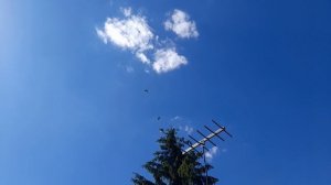 Никоаевские голуби молодые 25.05.25 г