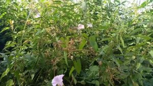 🔴Озёра в посёлке Рыбхоз 🔵Бисерово озеро в Купавне