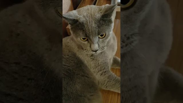 250525 Кот Филя 8 лет смесь британской и простой кошки Метис котик характер нрав кастрирован реакции