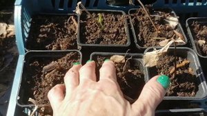 Морозник Спринг