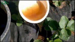 Подготовка клубники (садовой земляники) к зиме - 7 дач