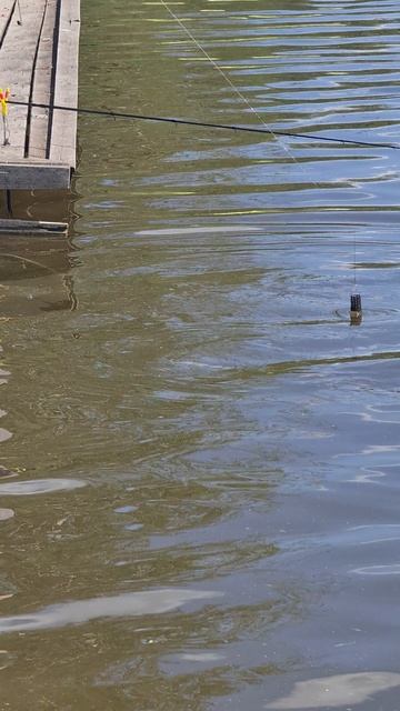 Поимка карпа смотреть онлайн