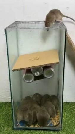 Мышеловка