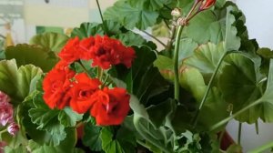 Для Пышного цветения Пеларгонии Герани