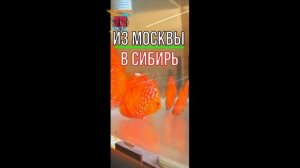 Из Москвы в Сибирь