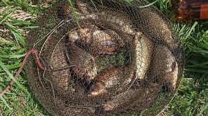 Карась май 2025