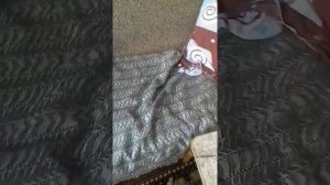 Наказал медведя тима