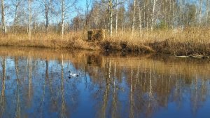 Весенняя охота на селезней завершена.