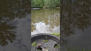 Курские дайверы в поисках артефактов в пруду музее "Усадьба А. А. Фета"