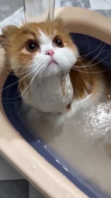 И зачем они моют котиков?