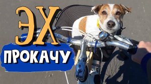 Маленький смешной пёсик катается на велосипеде