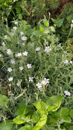 Ясколка #цветы #garden #растения #flowers #природа