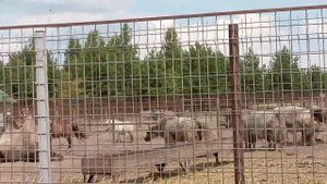 Заповедник Пензенской области, Город Спасск.