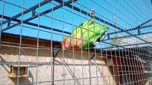 Свято-Успенский Николо-Васильевский монастырь