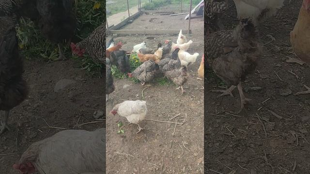 Травка для курочек🐔