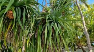 Русалки в океане. Мальдивы! Остров Тинаду! 2025