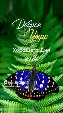 Цитата#189_ С добрым утром_ #цитаты #motivation #shorts