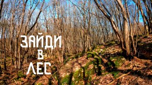 Зайди в лес / Звуки леса и пение птиц / Расслабления и гармония