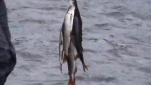 2007. Путешествие за Прибайкальский хребет