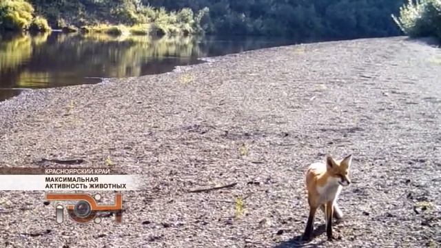Максимальная активность животных смотреть онлайн