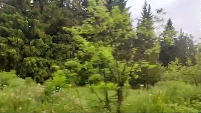 Как в Ревде лес превратили в участок под застройку смотреть онлайн