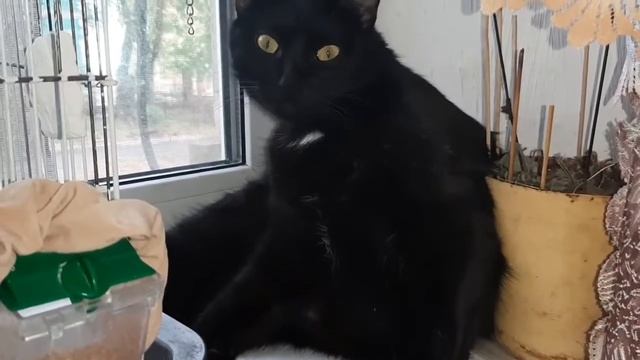 Funny cat!😀🐱 Cute cat! / Вулкан умывается и спит. смотреть онлайн