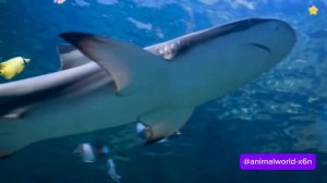 Морские животные для детей Подводный мир Морские обит