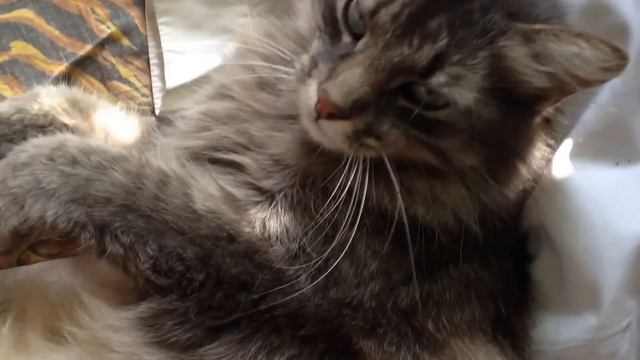 Кот, который бухал всю ночь. Спящий кот. Смешной кот. смотреть онлайн