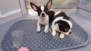 Чихуашки мальчишки 2 мес