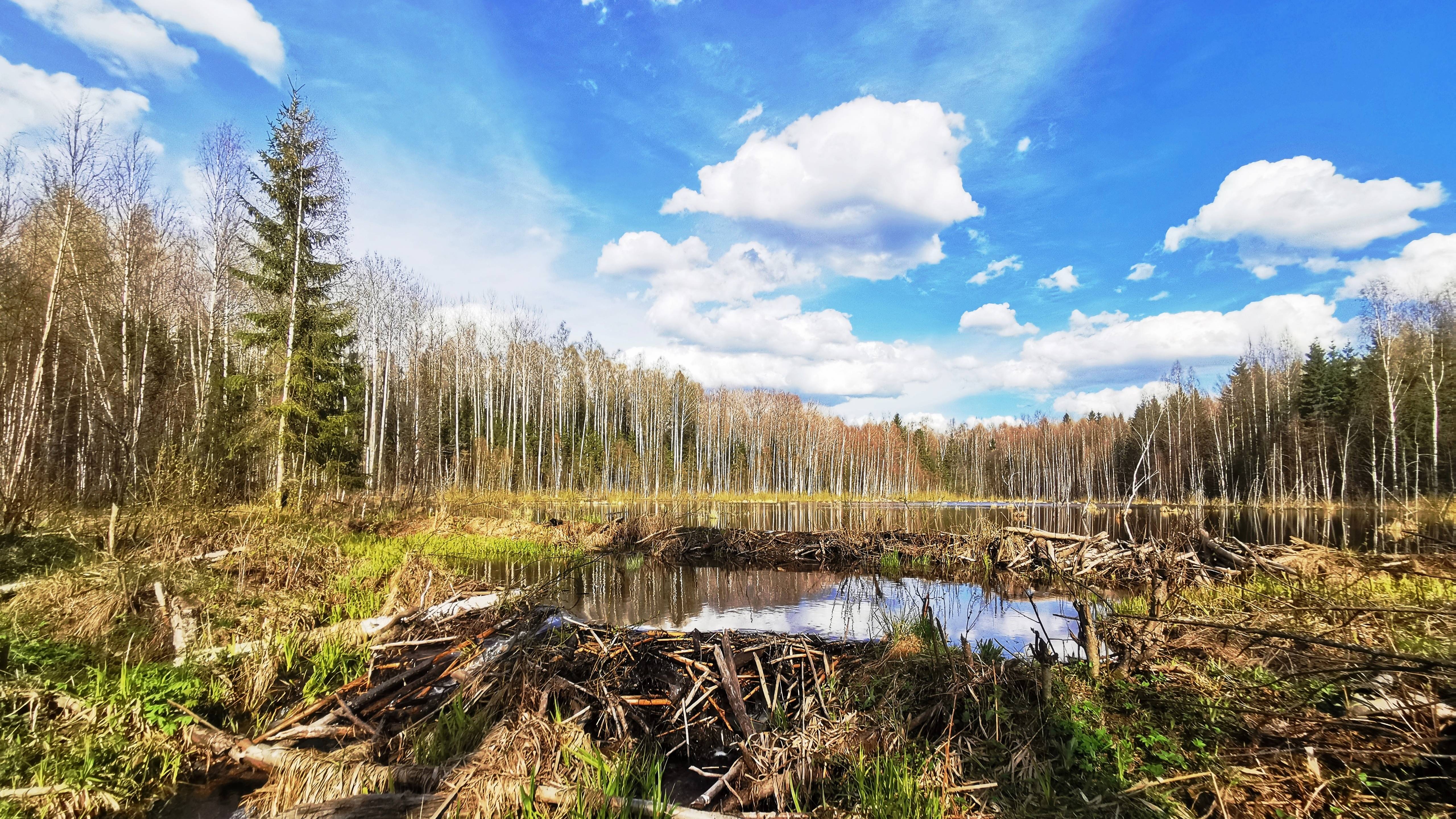 Каскад бобровой плотины и УАЗ.Росомах в тайге. 4K Video